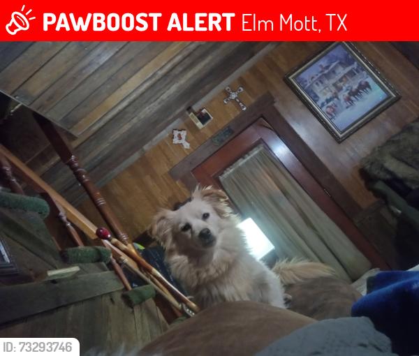 Lost Female Dog last seen Dewberry way, Elm Mott, TX 76640