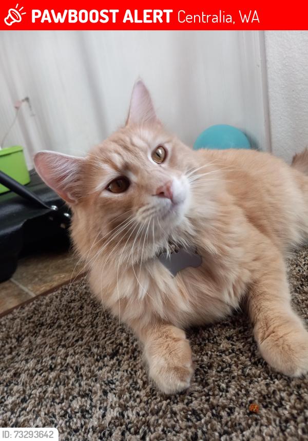 Lost Male Cat last seen Belmont ave., Centralia, WA 98531