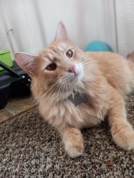 Lost Male Cat last seen Belmont ave., Centralia, WA 98531