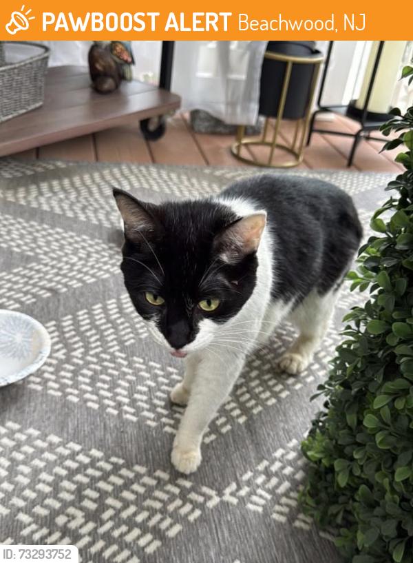 Found/Stray Unknown Cat last seen OAK and Seaman, Beachwood, NJ 08741