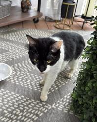 Found/Stray Unknown Cat last seen OAK and Seaman, Beachwood, NJ 08741