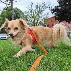 Shelter Stray Female Dog last seen , Animal Care & Control Team of Philly, 111 W Hunting Park Ave, Philadelphia, PA 19140, USA