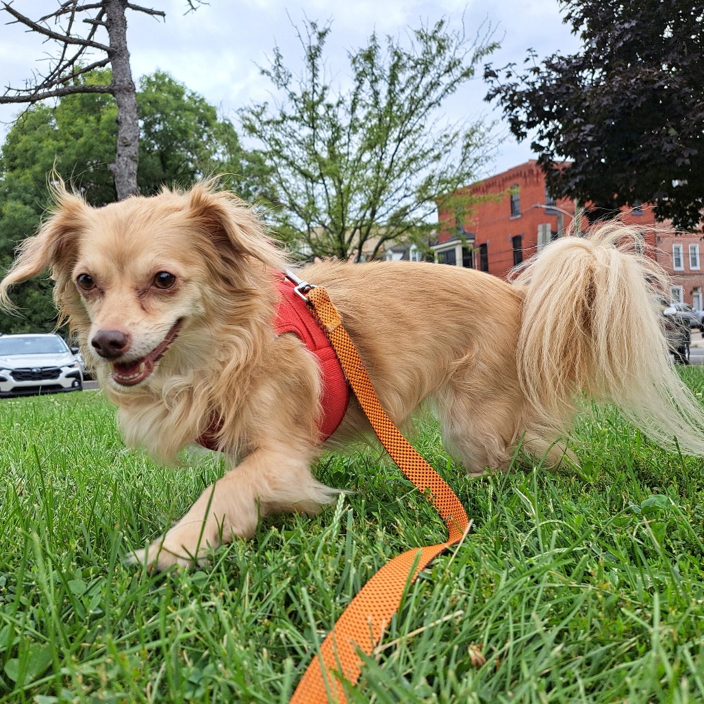 Shelter Stray Female Dog last seen , Animal Care & Control Team of Philly, 111 W Hunting Park Ave, Philadelphia, PA 19140, USA