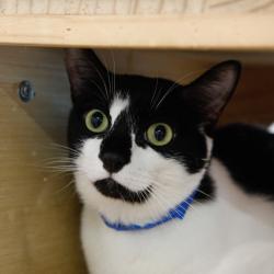 Shelter Stray Male Cat last seen , 3607 N Armenia Ave, Tampa, FL 33607, USA