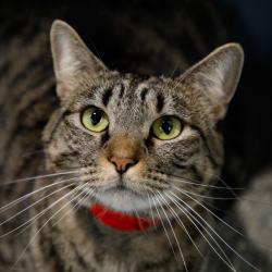 Shelter Stray Female Cat last seen , 3607 N Armenia Ave, Tampa, FL 33607, USA