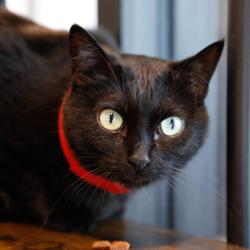 Shelter Stray Female Cat last seen , 3607 N Armenia Ave, Tampa, FL 33607, USA