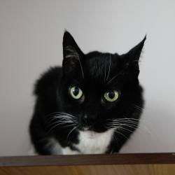 Shelter Stray Female Cat last seen , 3607 N Armenia Ave, Tampa, FL 33607, USA