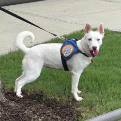 Shelter Stray Female Dog last seen , 328 Furman Hall Rd, Greenville, SC 29609, USA