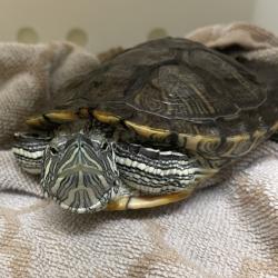 Shelter Stray Male Other last seen , 361 S Raymond Ave, Pasadena, CA 91105, USA