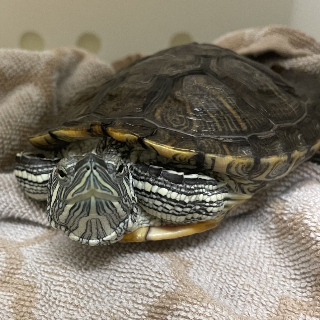 Shelter Stray Male Other last seen , 361 S Raymond Ave, Pasadena, CA 91105, USA