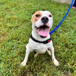 Shelter Stray Female Dog last seen , 328 Furman Hall Rd, Greenville, SC 29609, USA