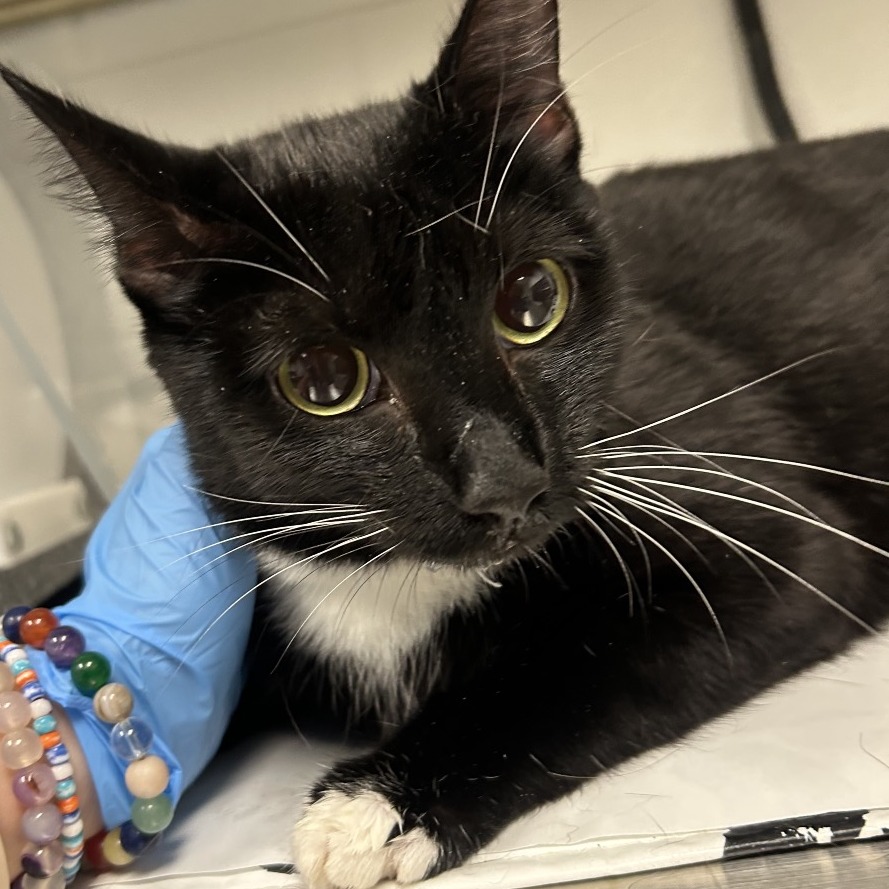 Shelter Stray Female Cat last seen , 328 Furman Hall Rd, Greenville, SC 29609, USA