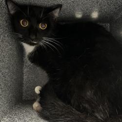 Shelter Stray Female Cat last seen , 328 Furman Hall Rd, Greenville, SC 29609, USA