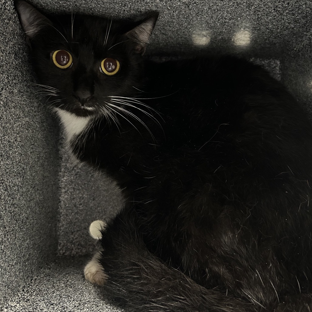 Shelter Stray Female Cat last seen , 328 Furman Hall Rd, Greenville, SC 29609, USA