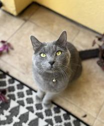 Reunited Male Cat last seen Pearl Lake Causeway and West Town Parkway, Altamonte Springs, FL 32714