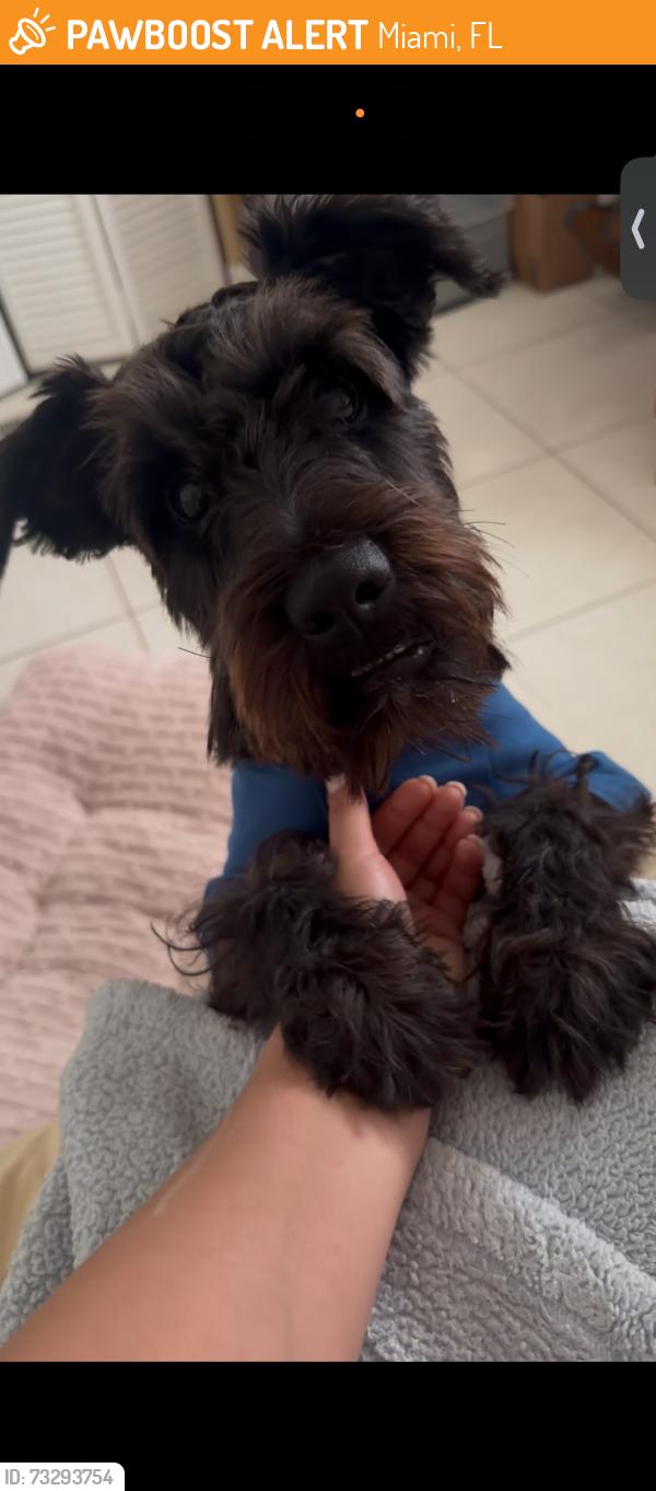 Found/Stray Male Dog last seen 8th street 122nd ave, Miami, FL 33184