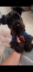 Found/Stray Male Dog last seen 8th street 122nd ave, Miami, FL 33184