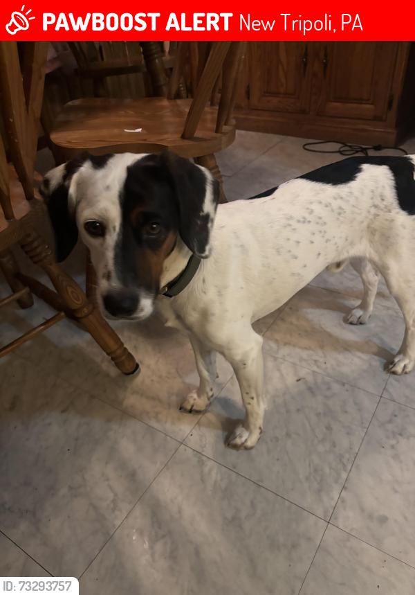Lost Male Dog last seen cardinal road New Tripoli PA, New Tripoli, PA 18066