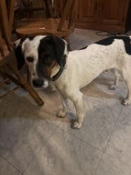 Lost Male Dog last seen cardinal road New Tripoli PA, New Tripoli, PA 18066