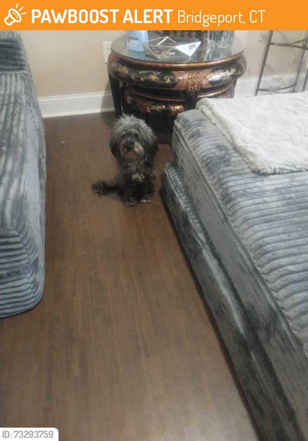 Found/Stray Male Dog last seen North ave, Bridgeport, CT 06604