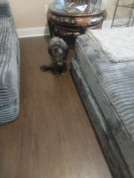 Found/Stray Male Dog last seen North ave, Bridgeport, CT 06604