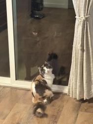 Reunited Female Cat last seen Maplemere Dr and W Glenwood Dr, Clarksville, TN 37040