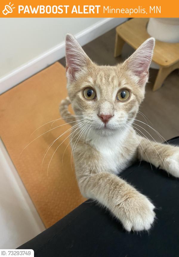 Found/Stray Male Cat last seen River Bend Education Center, Minneapolis, MN 55405