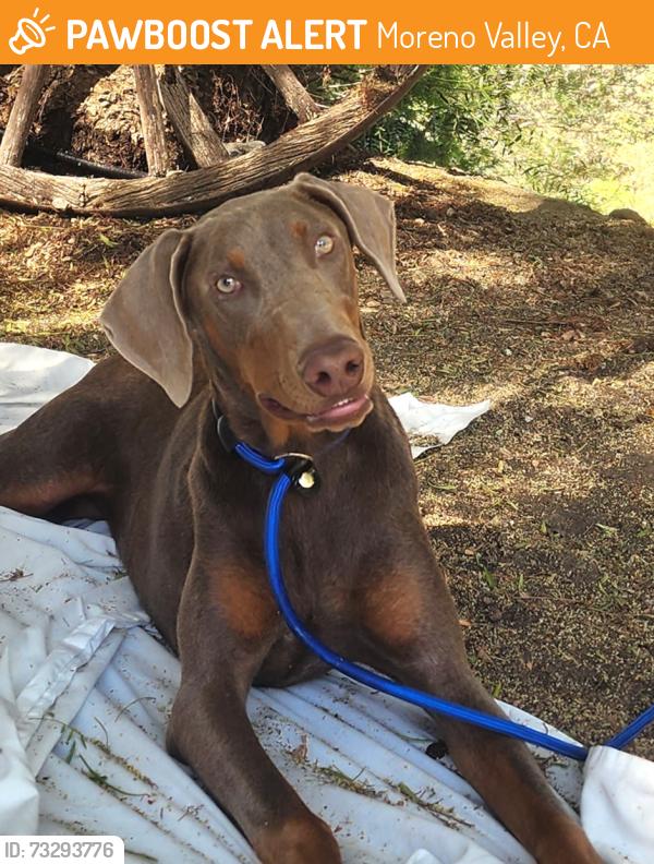 Found/Stray Female Dog last seen Pigeon Pass Road and Box Springs, Moreno Valley, CA 92553