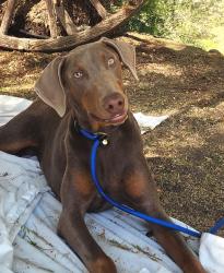Found/Stray Female Dog last seen Pigeon Pass Road and Box Springs, Moreno Valley, CA 92553