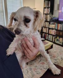 Found/Stray Unknown Dog last seen 380/Gee Rd, Prosper, TX 75078