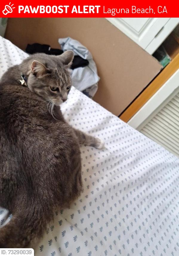 Lost Female Cat last seen Aster and ceder way, Laguna Beach, CA 92651