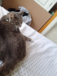 Lost Female Cat last seen Aster and ceder way, Laguna Beach, CA 92651