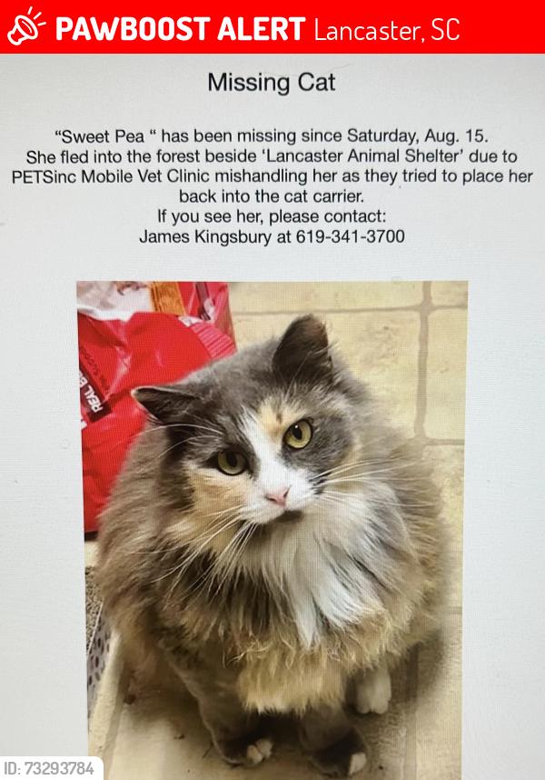 Lost Female Cat last seen Lancaster Animal Shelter, Lancaster, SC 29720
