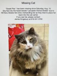Lost Female Cat last seen Lancaster Animal Shelter, Lancaster, SC 29720