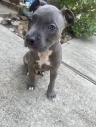 Found/Stray Male Dog last seen Near and 249, Harris County, TX 77377