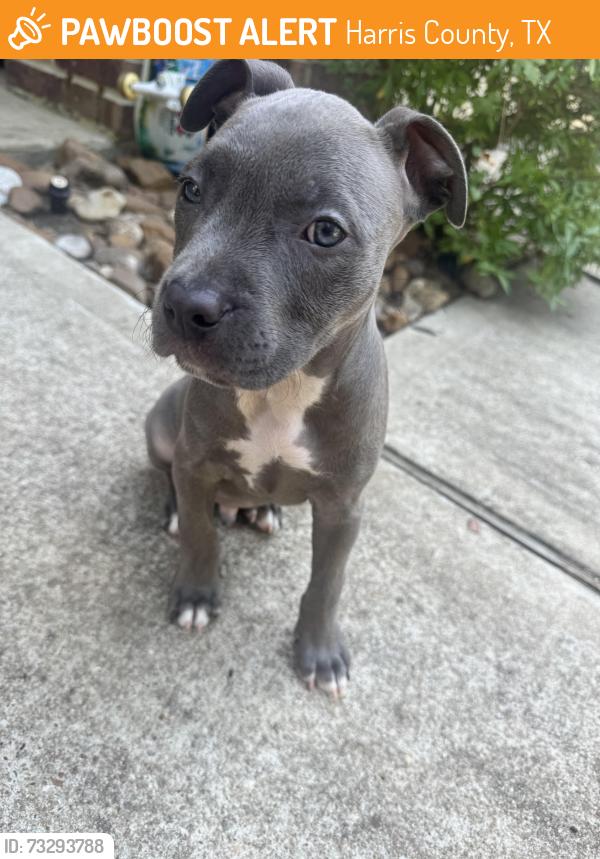Found/Stray Male Dog last seen Near and 249, Harris County, TX 77377