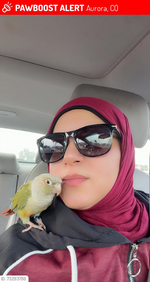 Lost Unknown Bird last seen Tollgate crossing, Aurora, CO 80016