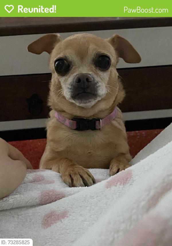 Reunited Female Dog last seen Higley and the 60 near Lowe’s, Mesa, AZ 85206