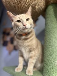 Lost Male Cat last seen State St, Ivyside Square, Westerville, OH 43081