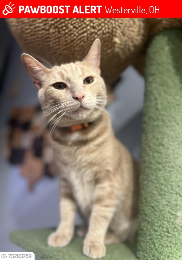 Lost Male Cat last seen State St, Ivyside Square, Westerville, OH 43081