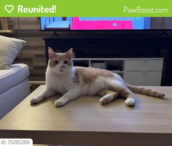 Reunited Male Cat last seen S Maple dr, Katy, TX 77493