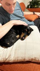 Reunited Male Dog last seen 35th ave sw and Andover, Seattle, WA 98126