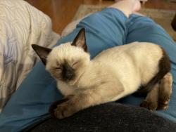 Lost Female Cat last seen New Lebanon Baptist Church, Newnan, GA 30263
