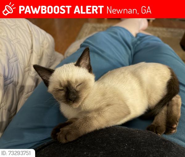 Lost Female Cat last seen New Lebanon Baptist Church, Newnan, GA 30263