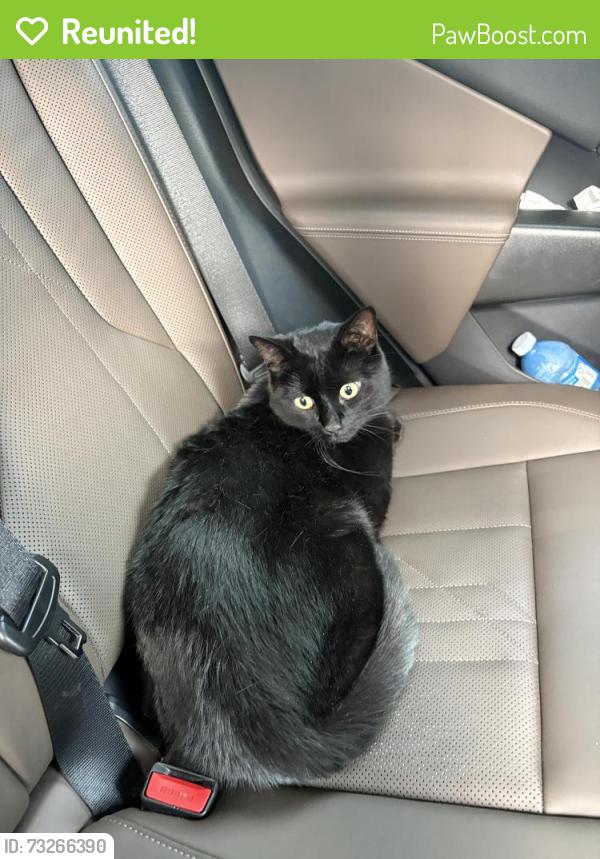 Reunited Male Cat last seen Near 13e Avenue, Montréal, QC H1B 3W2, Montréal, QC H1B 3W2