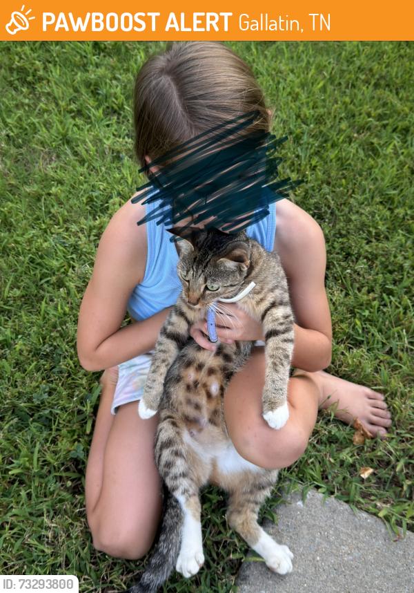 Found/Stray Female Cat last seen Goodman Dr, Gallatin, TN 37066
