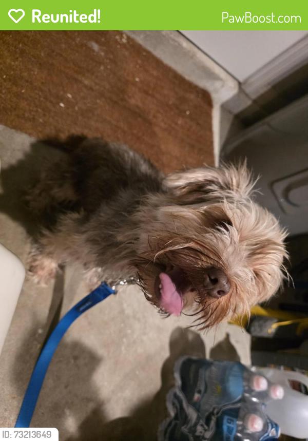 Reunited Male Dog last seen Rose Ct/Red Bud Cir, Palm Bay, FL 32907