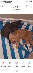 Lost Male Cat last seen Kelly Sands Way & John Morris, Iona, FL 33908