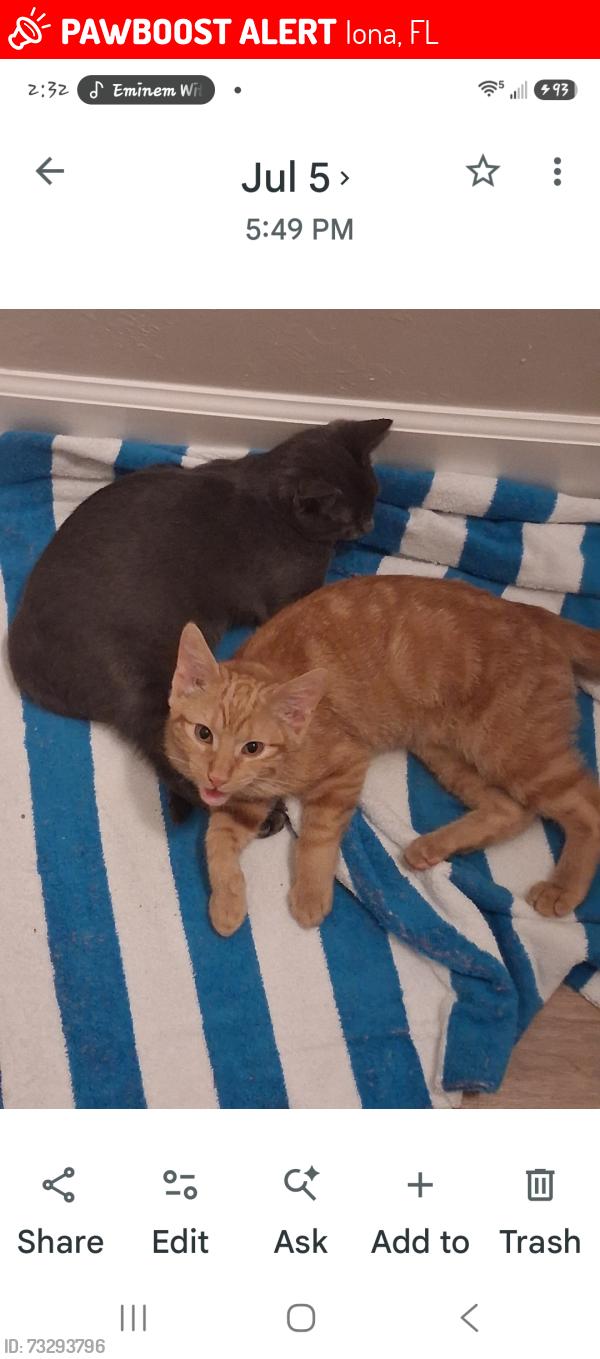 Lost Male Cat last seen Kelly Sands Way & John Morris, Iona, FL 33908