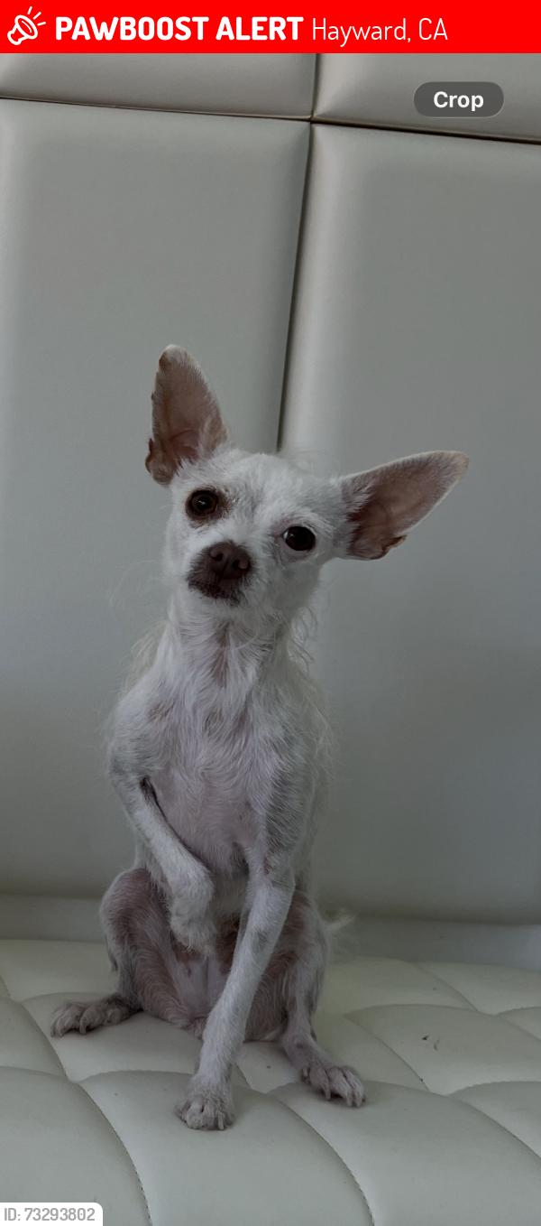 Lost Female Dog last seen By US Bank, Hayward, CA 94544